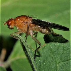 Dryomyzidae