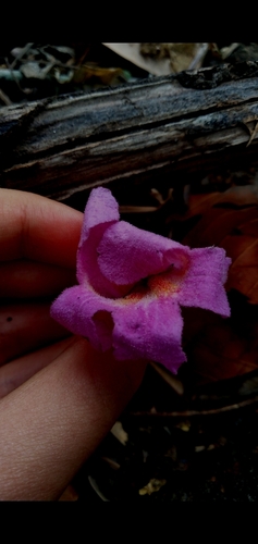 Image of Handroanthus impetiginosus by (c) cristianol1456, some rights reserved (CC BY-SA)