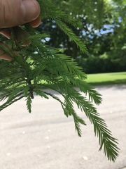 Taxodium distichum