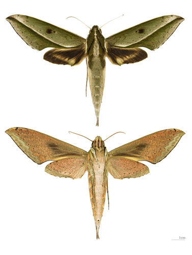 Xylophanes amadis