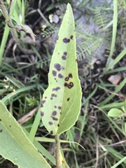 Cercospora
