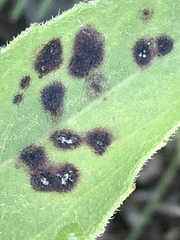 Cercospora