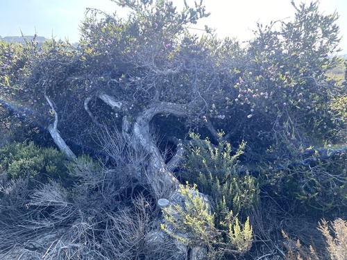 Image of Melaleuca nesophila by no rights reserved