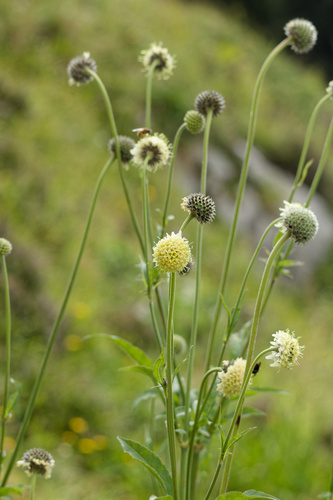 Yellow Cephalaria (Cephalaria alpina)