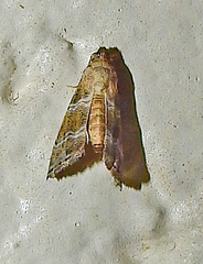 Abablemma bilineata