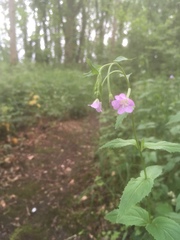Epilobium montanum