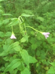 Epilobium montanum
