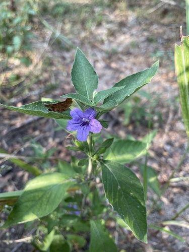 Image of Ruellia drummondiana by no rights reserved