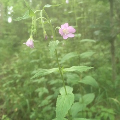 Epilobium montanum