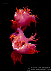 Dendronotus iris