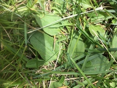 Plantago