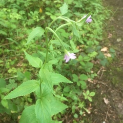 Epilobium montanum