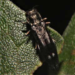 Agrilus obsoletoguttatus