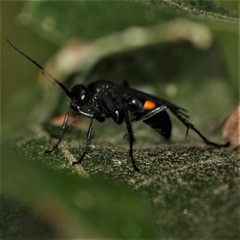 Anoplius semicinctus