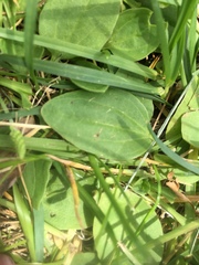 Plantago