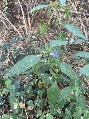 Image of Ruellia drummondiana by no rights reserved