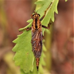 Asilus sericeus