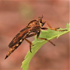 Asilus sericeus