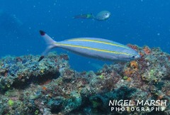 Pterocaesio digramma