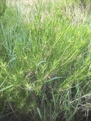 Chrysothamnus viscidiflorus