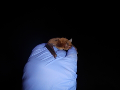 Myotis austroriparius