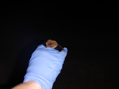 Myotis austroriparius