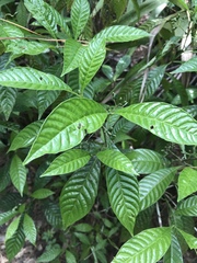 Psychotria nervosa