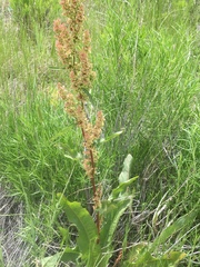 Rumex crispus