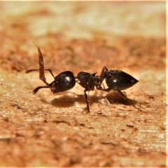 Crematogaster cerasi