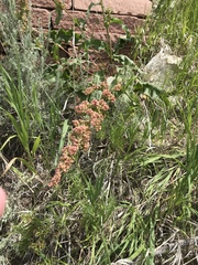 Rumex crispus