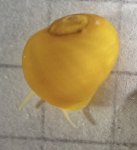 Littorina fabalis