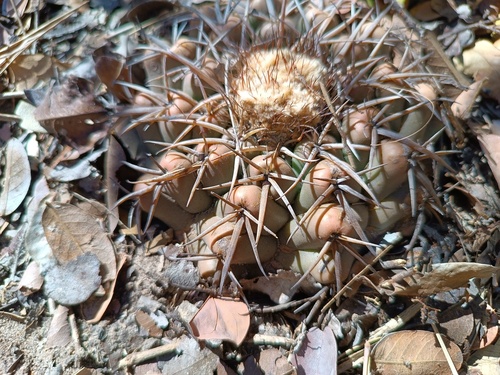 Discocactus catingicola
