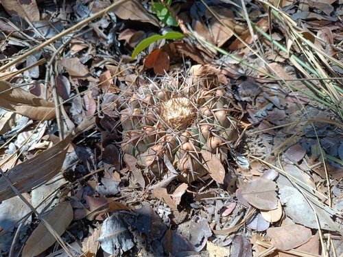Discocactus catingicola