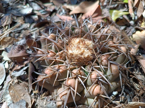 Discocactus catingicola