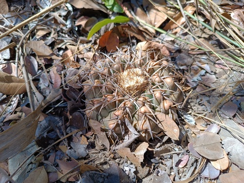 Discocactus catingicola