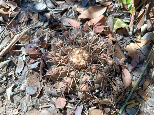 Discocactus catingicola