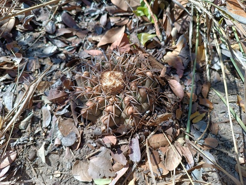 Discocactus catingicola