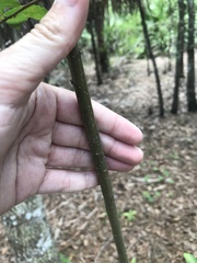 Quercus hemisphaerica