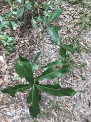 Quercus hemisphaerica
