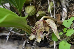 (c) Neptalí Ramírez Marcial, some rights reserved (CC BY) Stanhopea whittenii, photograph (c) Neptalí Ramírez Marcial, some rights reserved (CC BY)