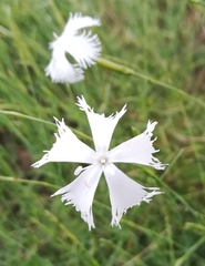 Dianthus serotinus