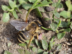 Andrena flavipes