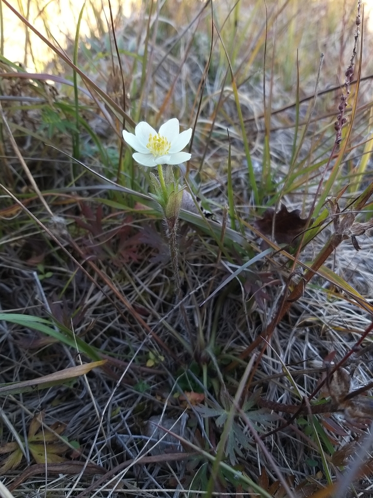 Anemone ochotensis (Anemone ochotensis)