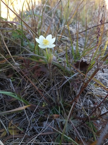 Anemone ochotensis (Anemone ochotensis)