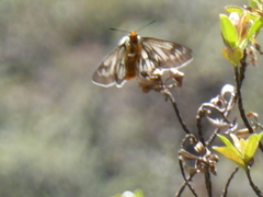Metardaris cosinga