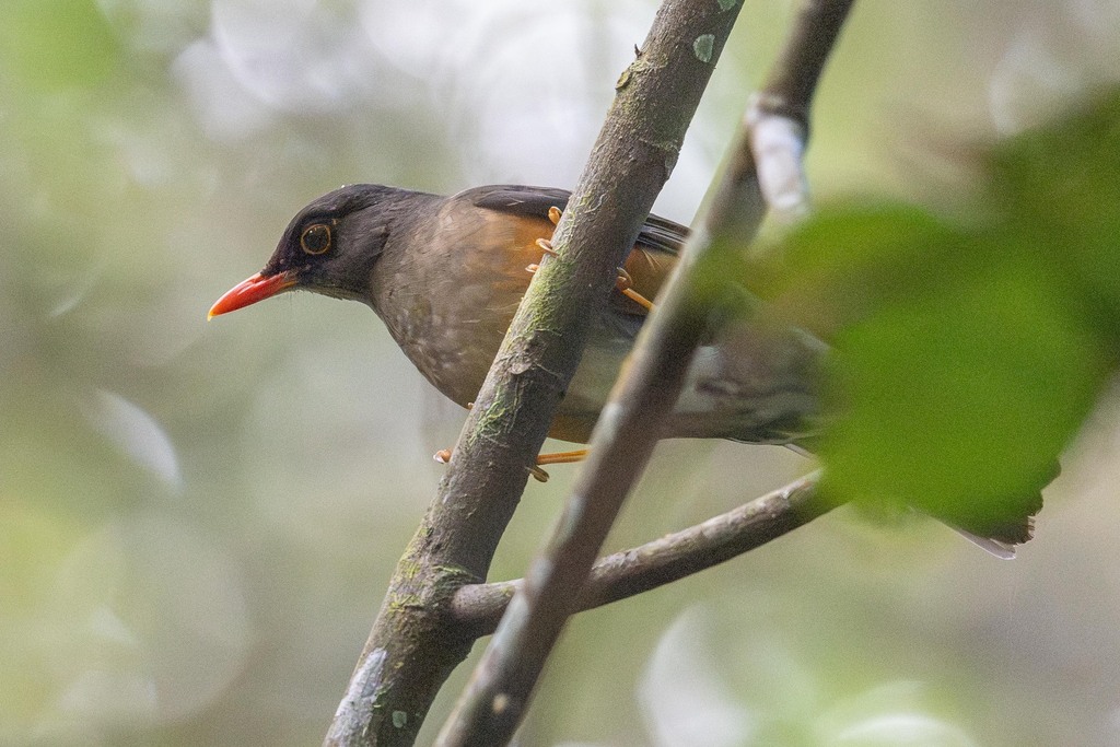 Usambara Thrush (Turdus roehli) photo