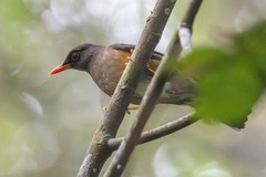 Usambara Thrush photo 1