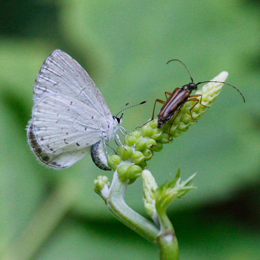 Appalachian Azure