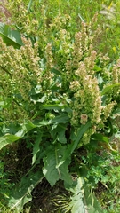 Rumex