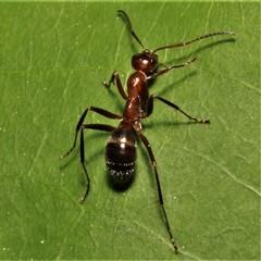 Formica pallidefulva